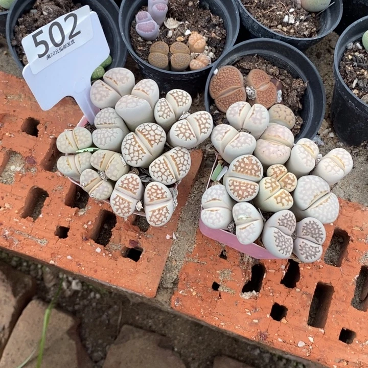 张***蓉生石花等植物的502