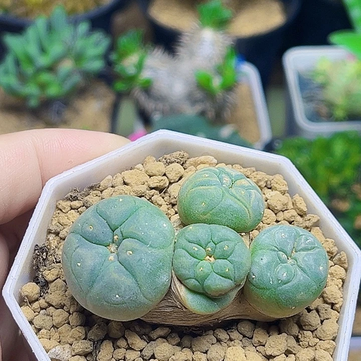 实生海鲜群一颗5公分