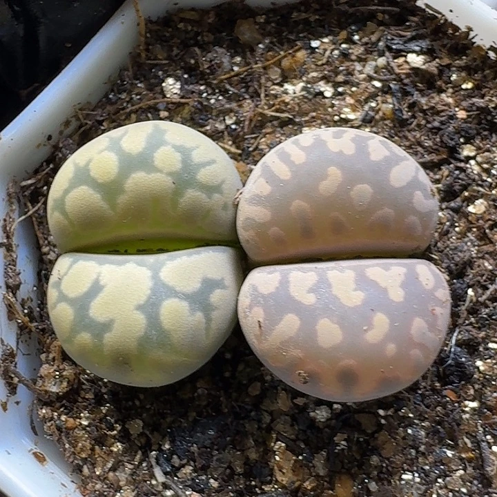 生石花3:：。在。 360号