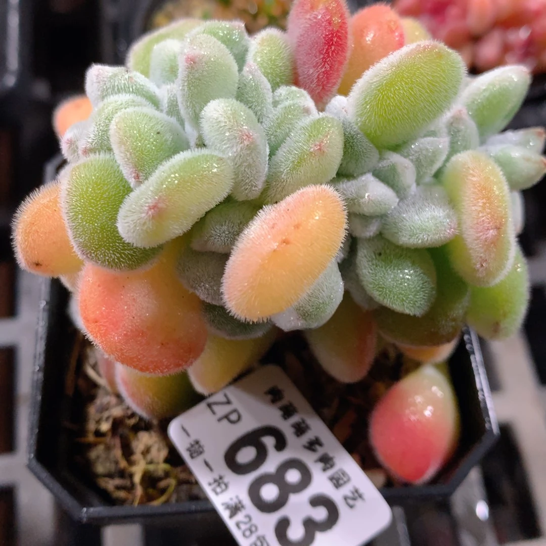 5CM拇指盆精控多肉ZP683