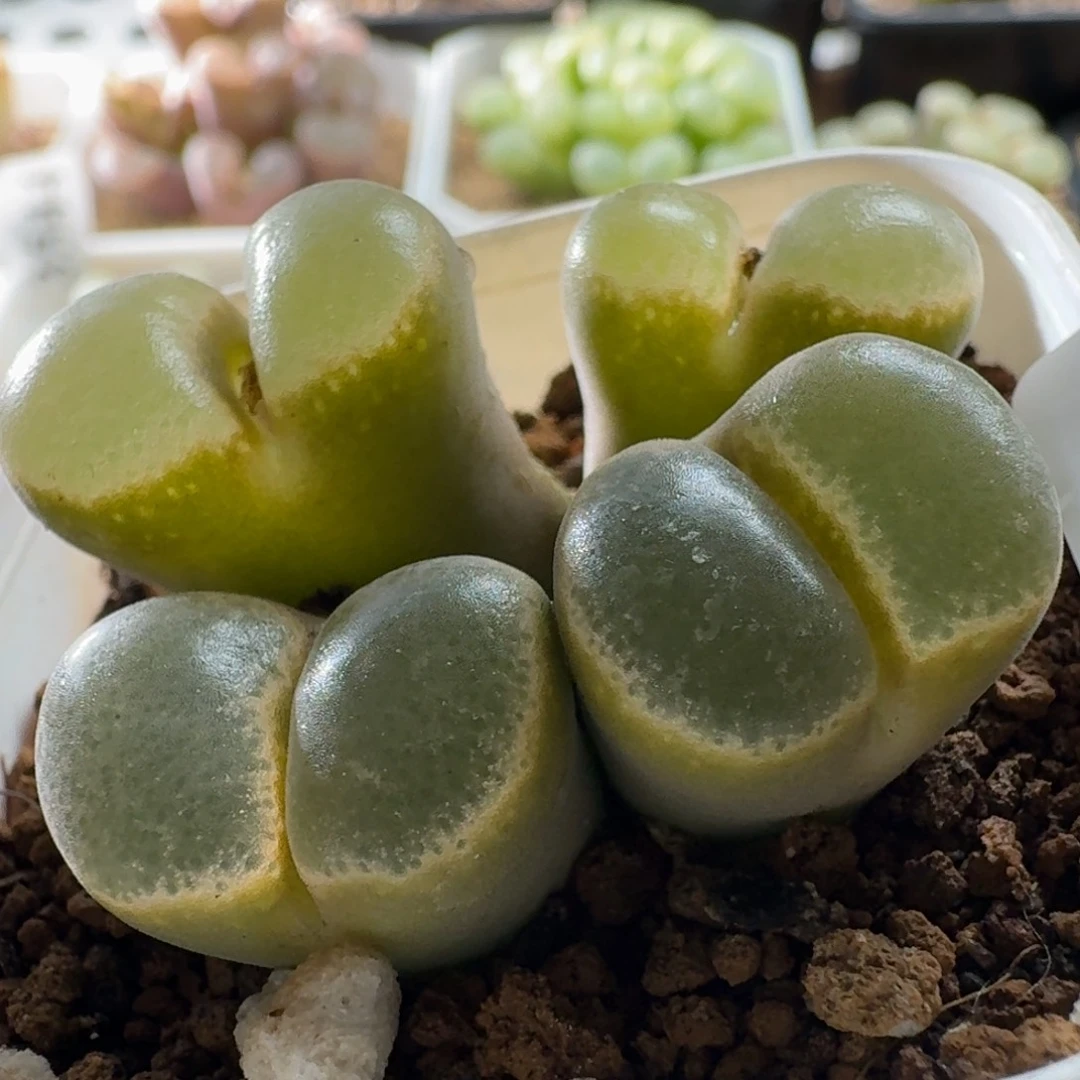 3560风铃玉肉锥植物