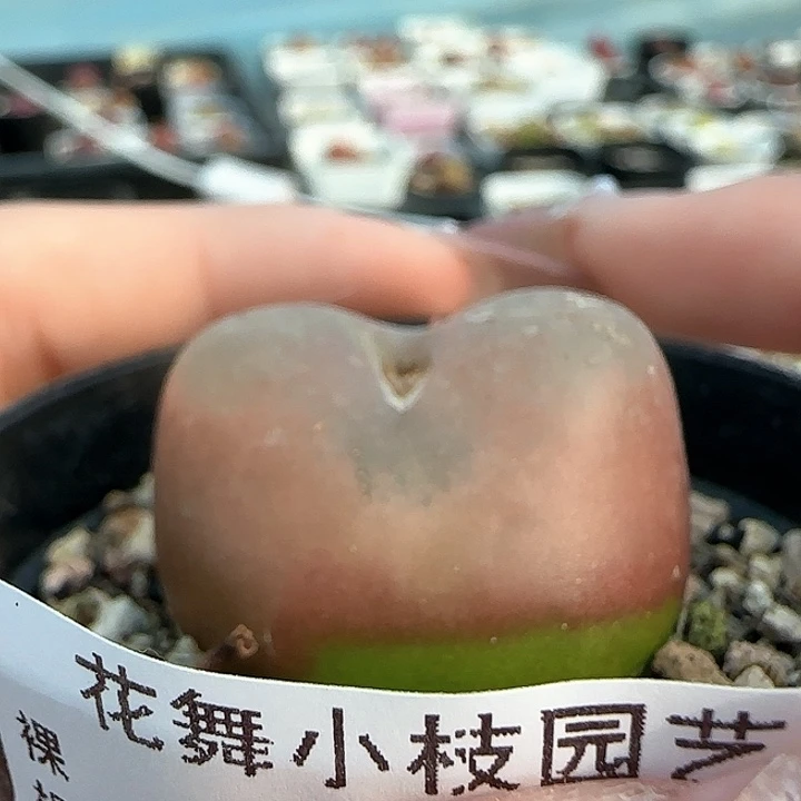 741大毛111111尺寸3.1