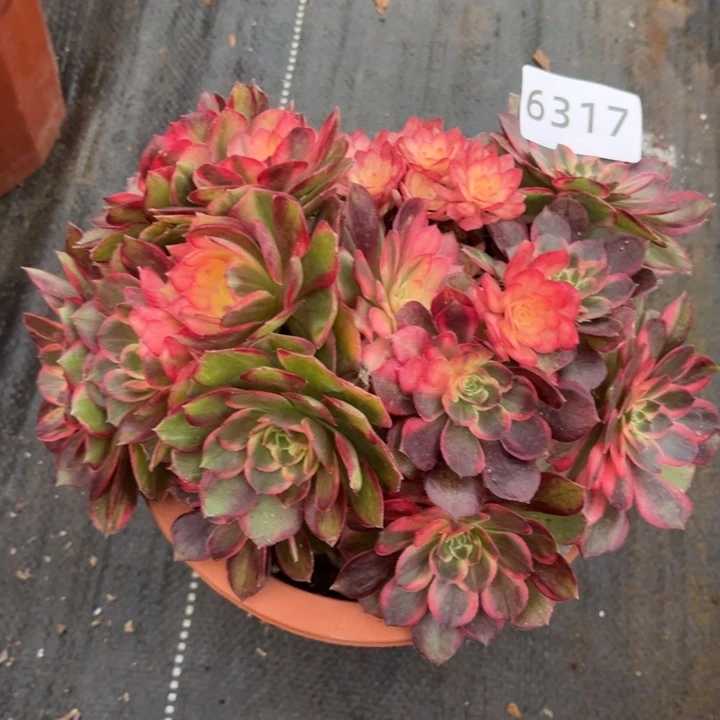 新品黑魔锦特价多肉