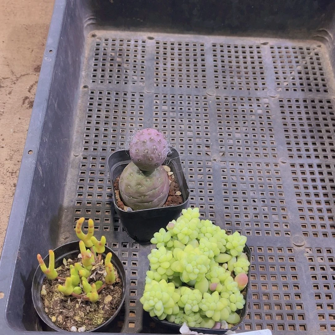 多肉027多肉植物