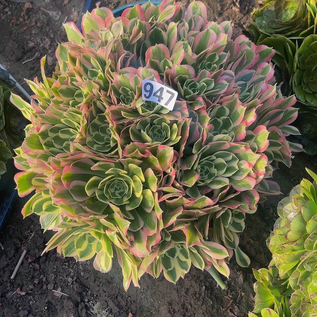 法师法师14-21包邮法师n