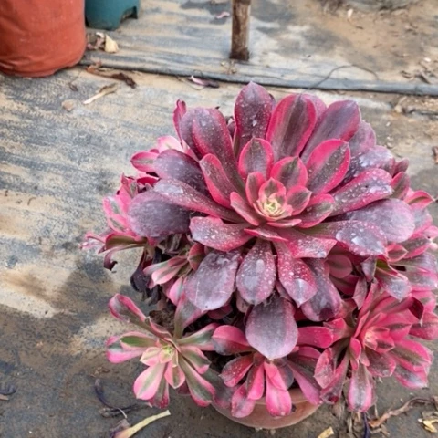 美杜莎多肉植物029