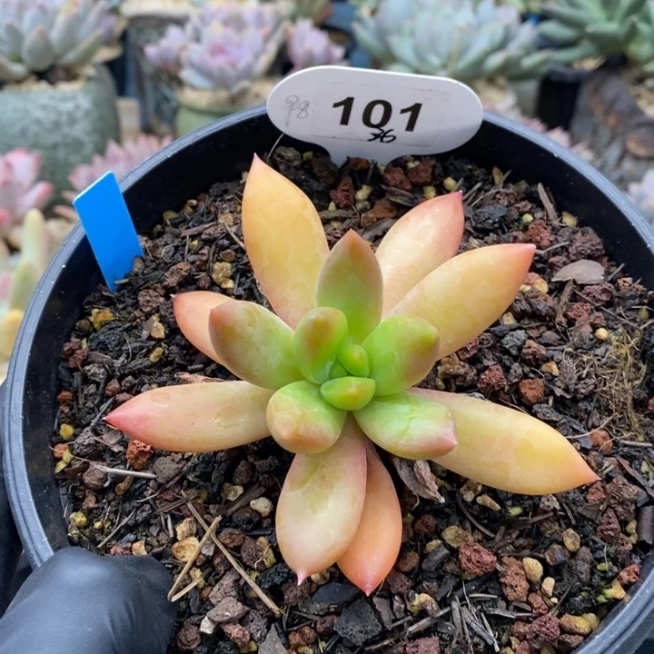 101号，美人系列新品，454694