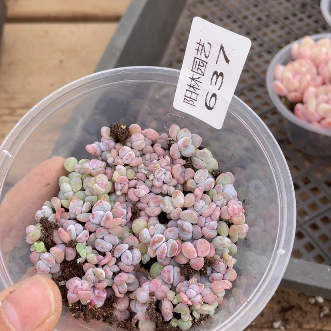 多肉植物多肉植物637