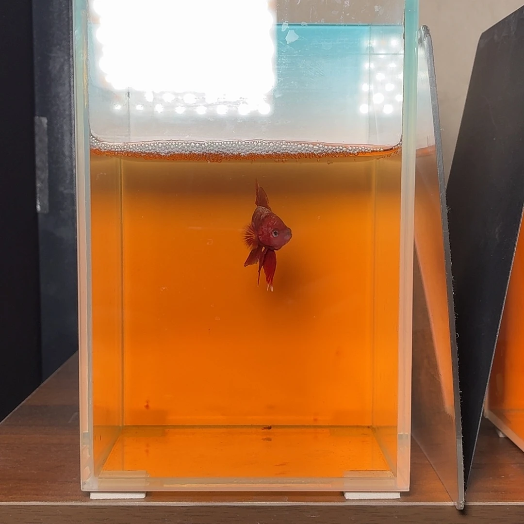 斗鱼红金将军公鱼