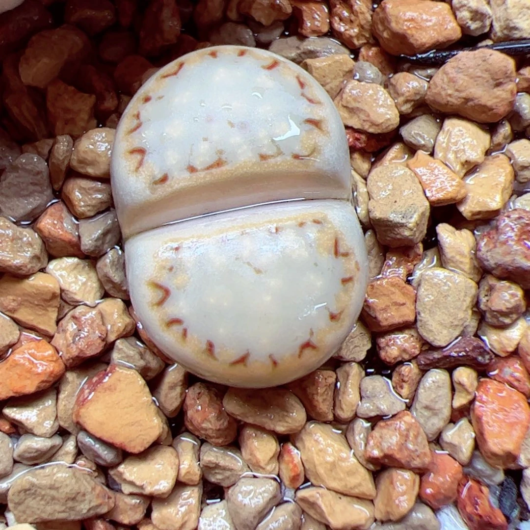 格*112 优秀的肉肉56