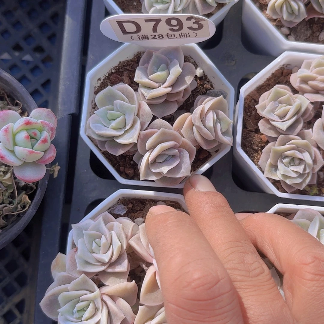 D793可爱玫瑰一物一拍