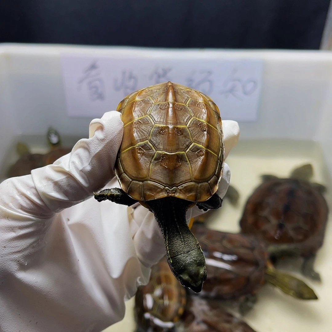 明***哥中华草龟母12345679