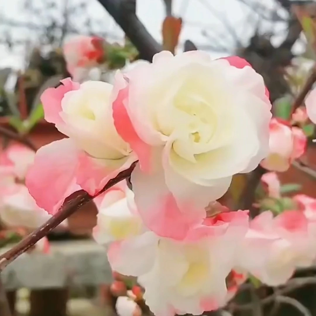 【变色龙】大花牡丹彩玉海棠盆栽耐寒好养南北方阳台庭院种植