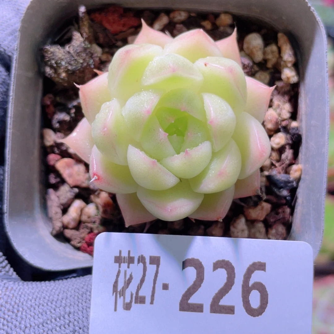 花利美27-226麦秆
