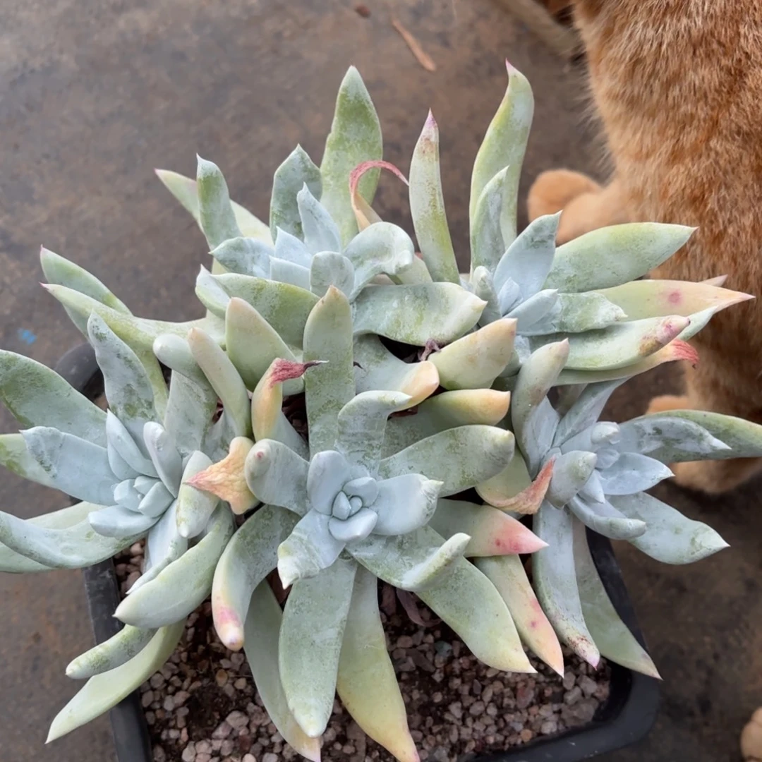 雪山杂拇指，仙女杯多肉