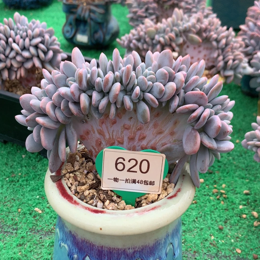 粉兔缀化一物一拍620