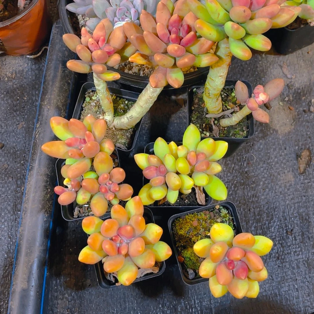 原****6棵芒果奶00000000