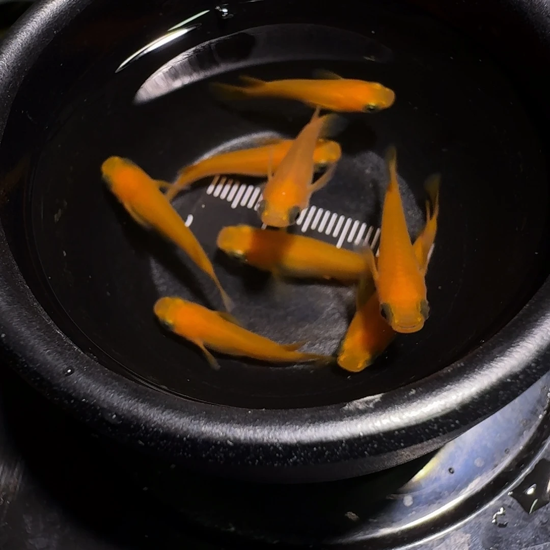 青鳉鱼一物一拍085