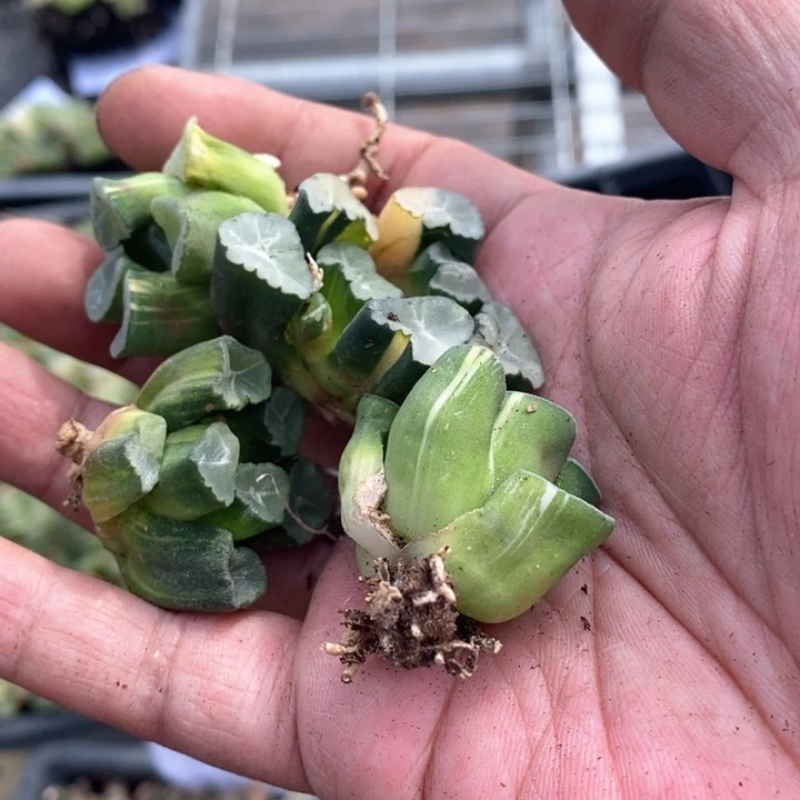 橡*皮1343。  福利。