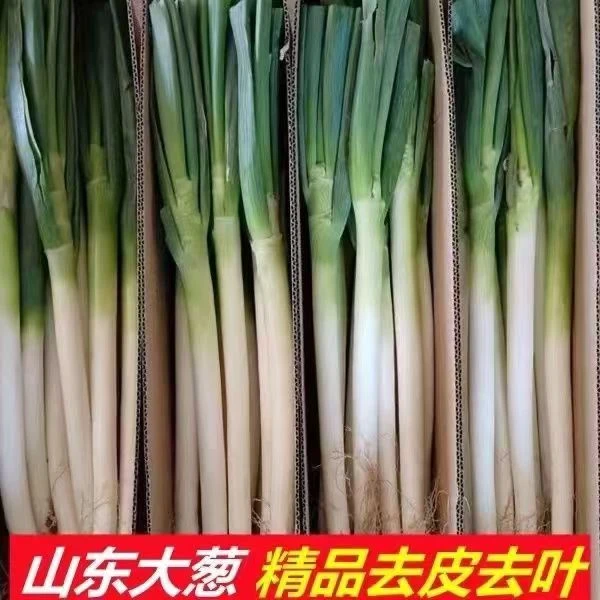 【五伒现挖现发】山东铁杆大葱清甜微辣蘸酱葱新鲜大葱农家种植