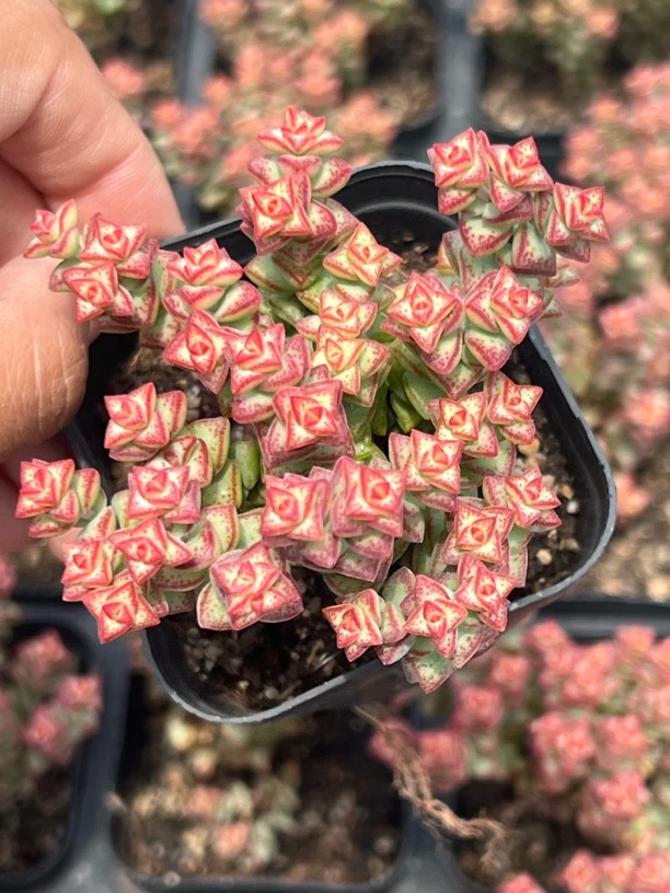 小米星多肉植物9.9米包邮