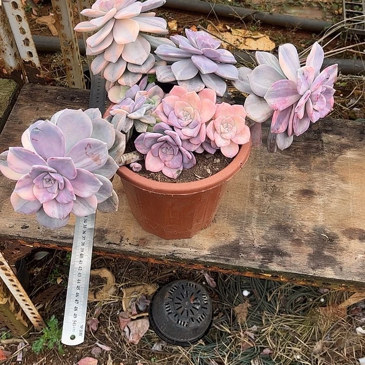 紫乐锦大群，一物一拍