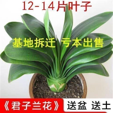 甄选寒推荐】君子兰盆栽君子兰花君子兰K大苗室内花卉四季常青植