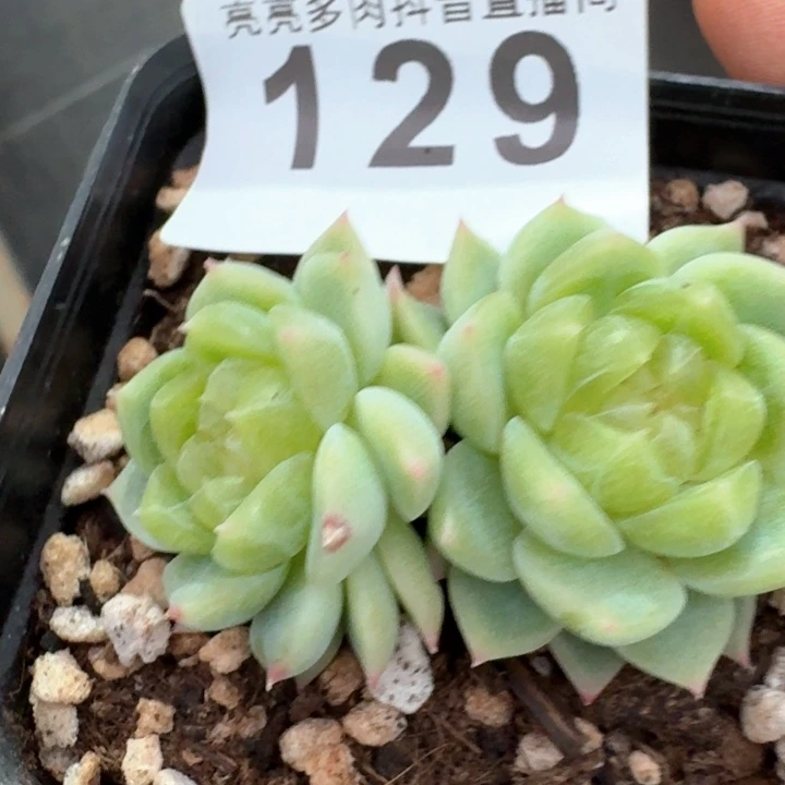 泼天财富双头