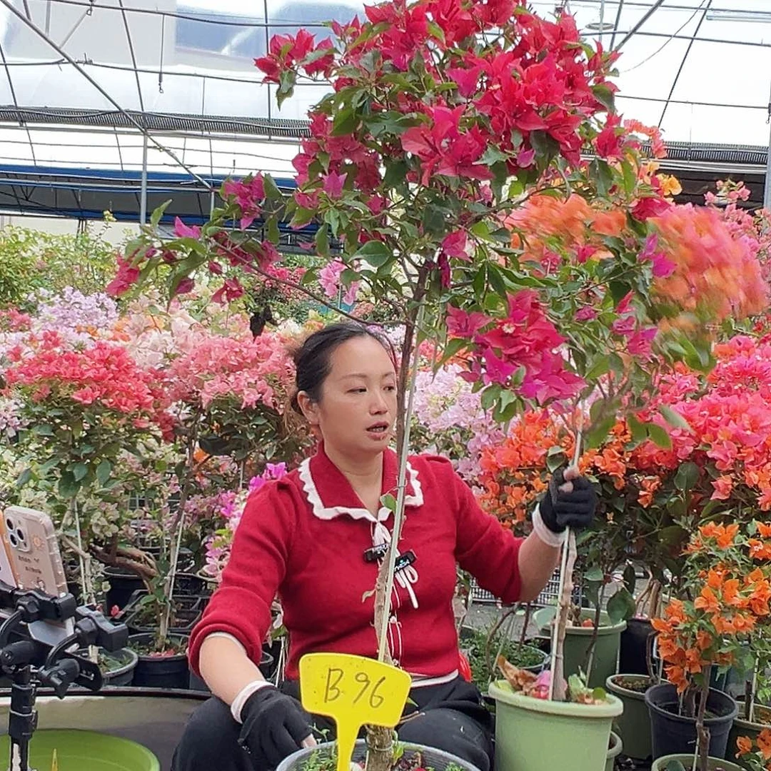 碎***_大部分花苞少量开放B96紫桑巴