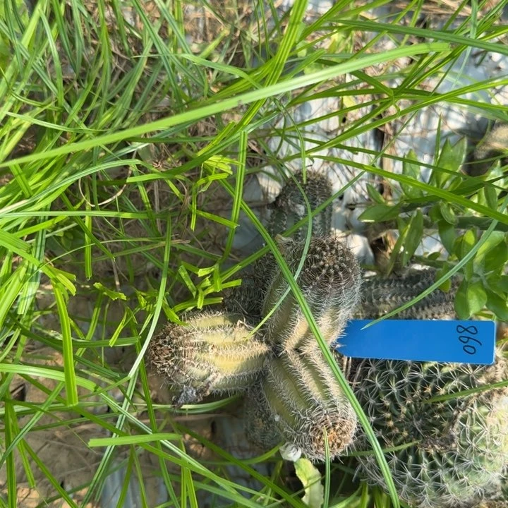 h***a苗接高山丽花仙人球860