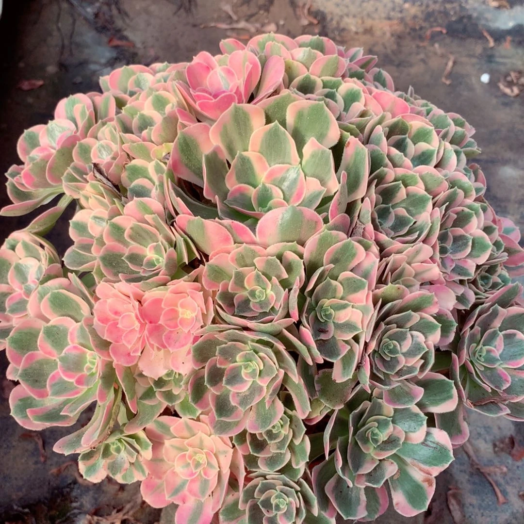 粉女郎，多肉植物的