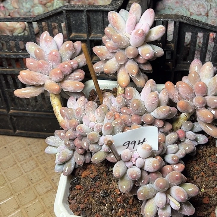 994//////////////////