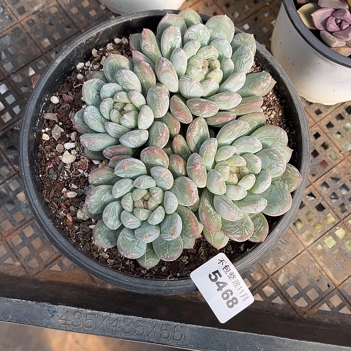 阿雅园艺。       5468百达翡翠