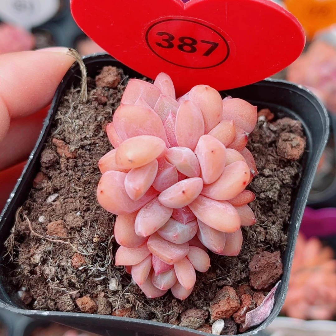 387号小老桩糖心朵朵缀