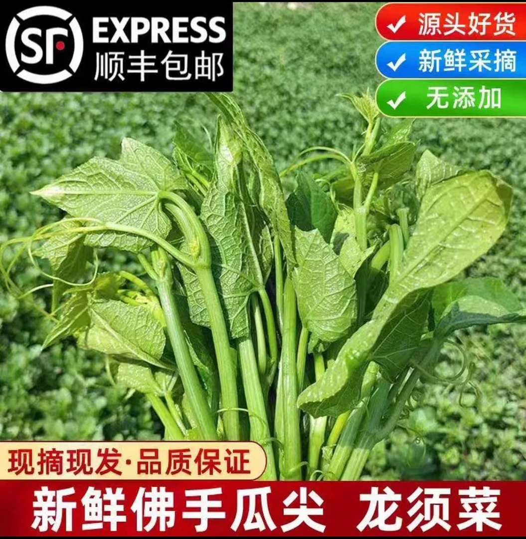 贵州佛手瓜尖新鲜现摘瓜尖种子佛手瓜现摘现发新鲜顺丰包邮