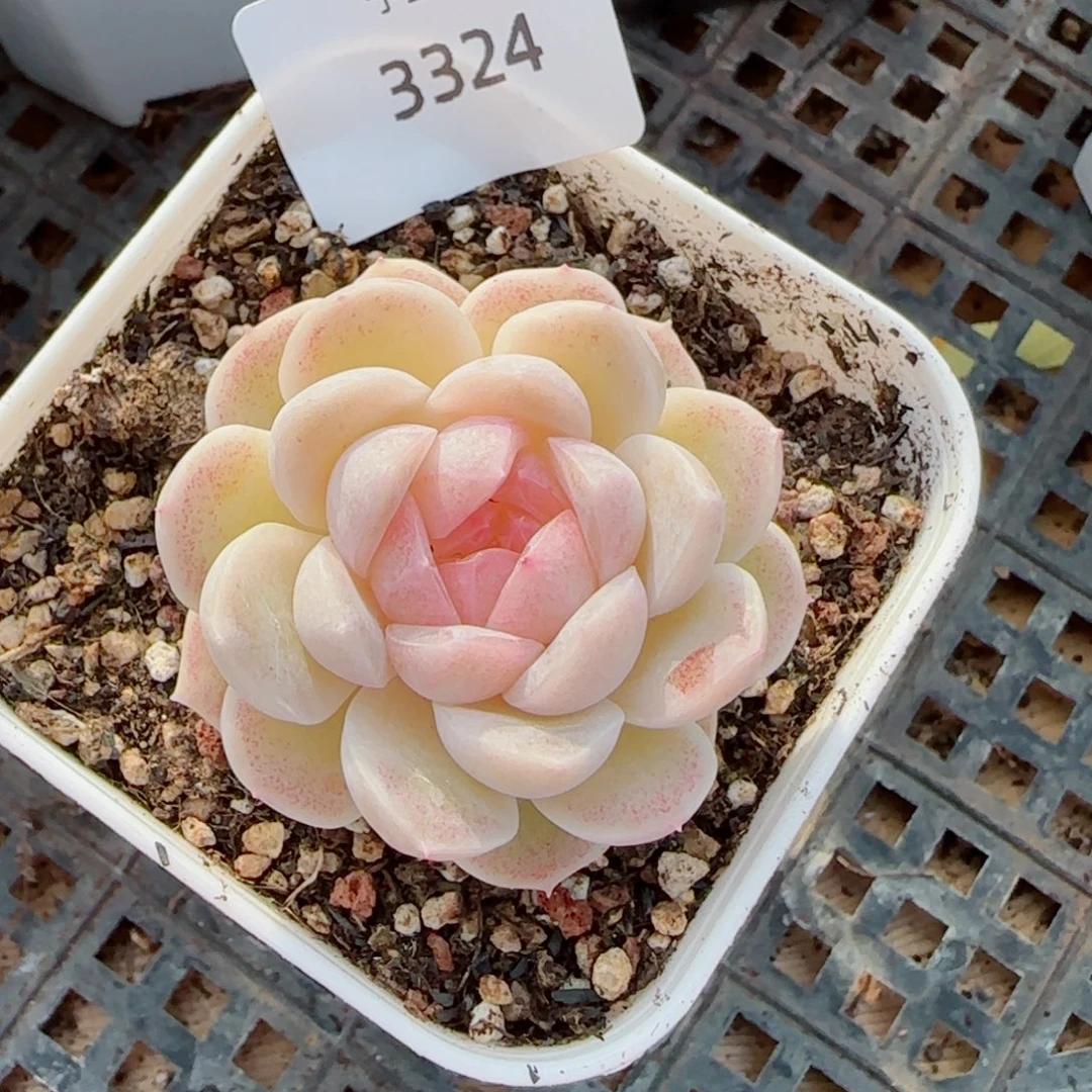 孤月珍妮，3324多肉植物