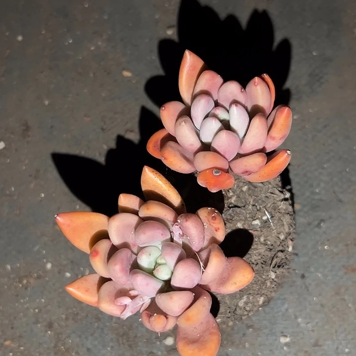 无花朵桃花源双头。