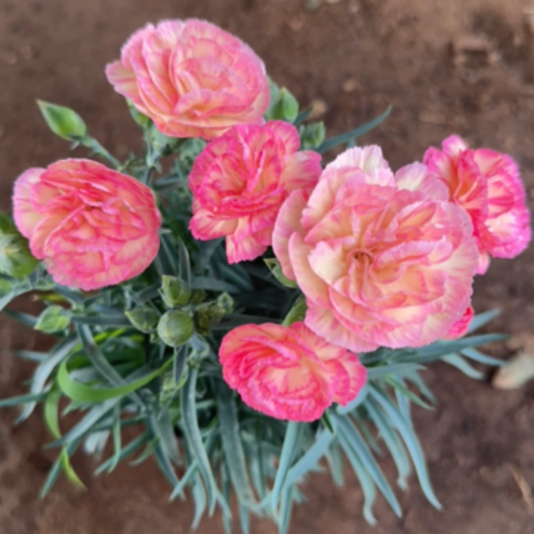 康乃馨【水蜜桃】原盆原土带花苞发货盆栽绿植室内阳台好养护