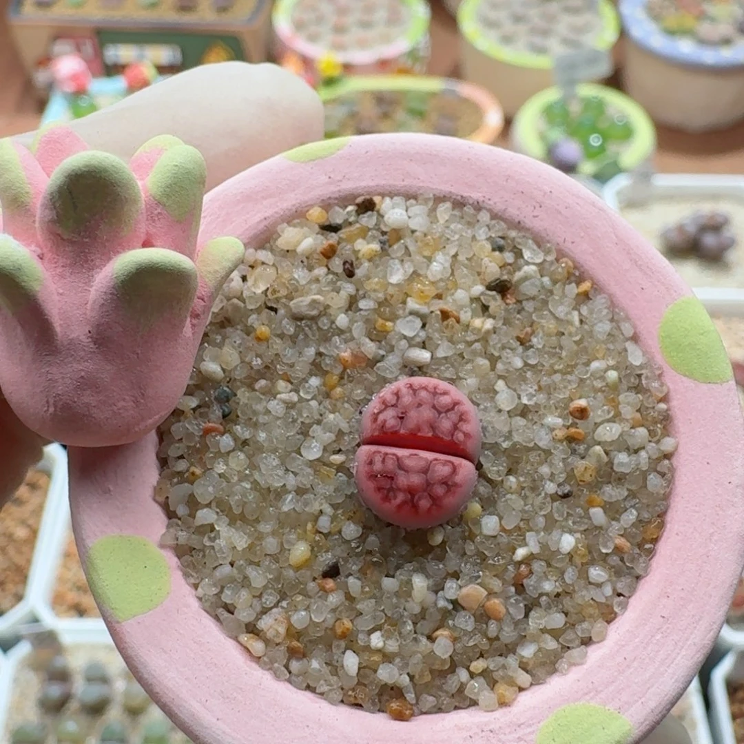 1026-018连盆带花阿克