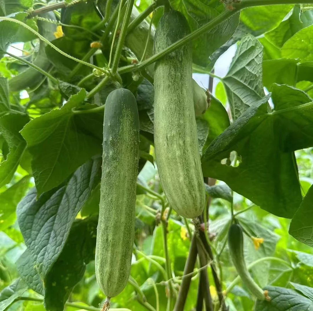 【老品种土黄瓜】恩施高山本地新鲜老品种土黄瓜现摘现发脆嫩可口
