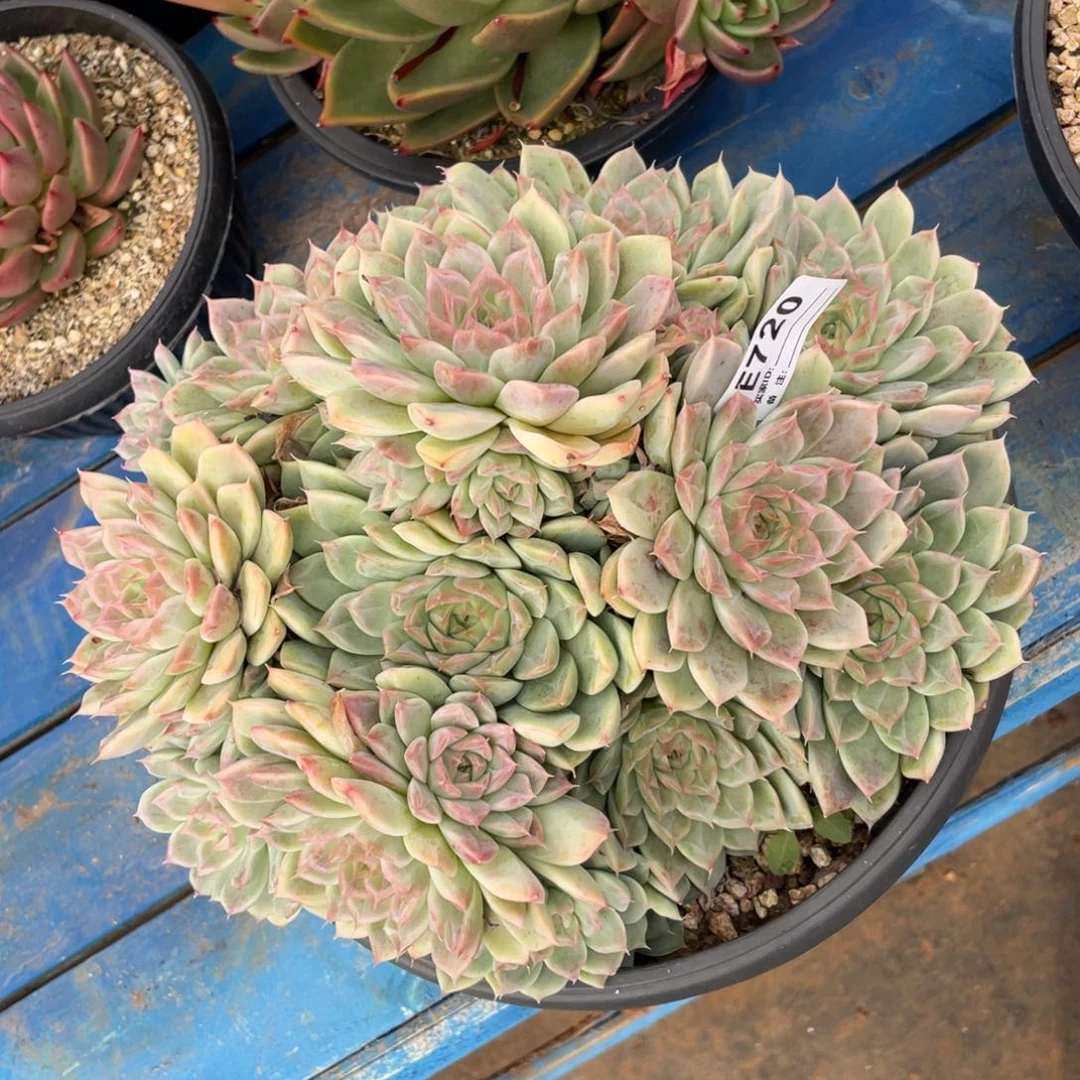 无花朵若如东云组拍E720