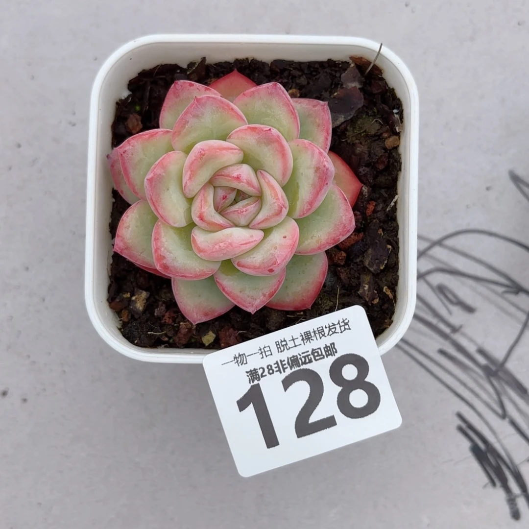 泡芙单头无盆土发货