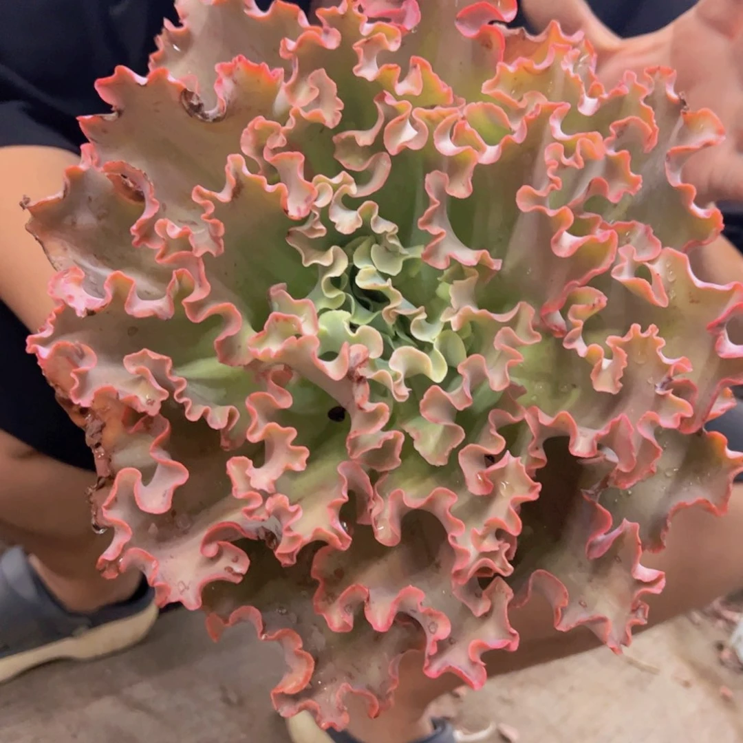 高莎之翁大单头老桩