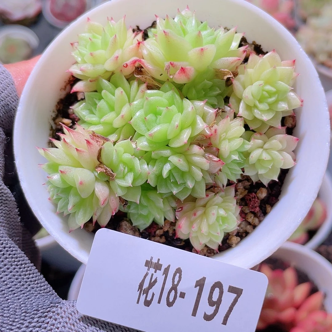 花利美18- 197麦秆群