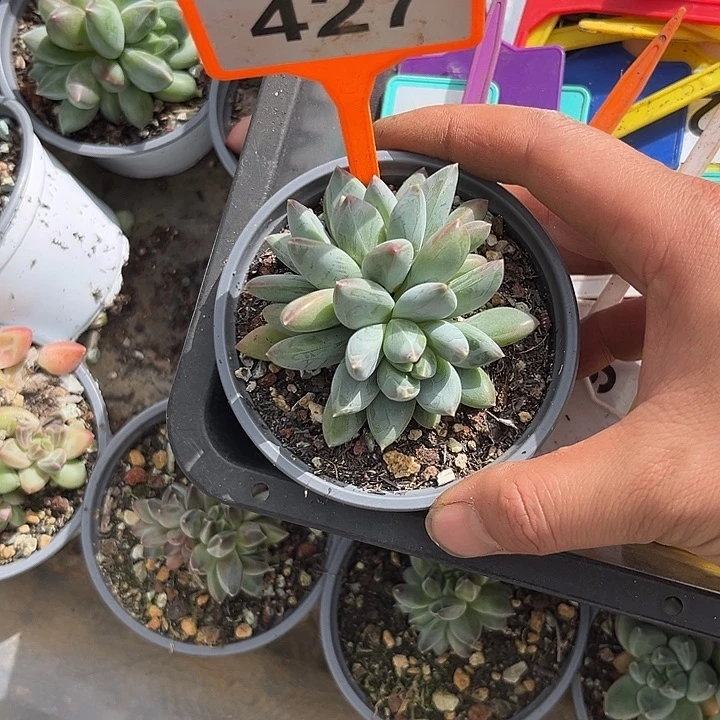 多肉植物琉璃美人427