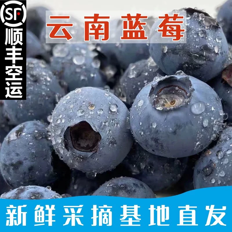 【顺丰空运】正宗云南抚仙湖花香蓝莓应季水果新鲜现摘现发孕妇水果