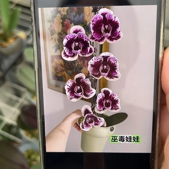 完全开放巫毒娃娃2.8根少