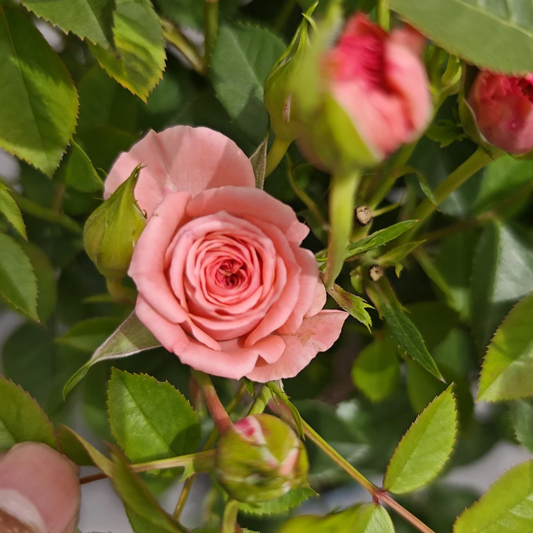 仙度瑞拉棒棒糖1加仑成都露天月季原盆原土盆发货