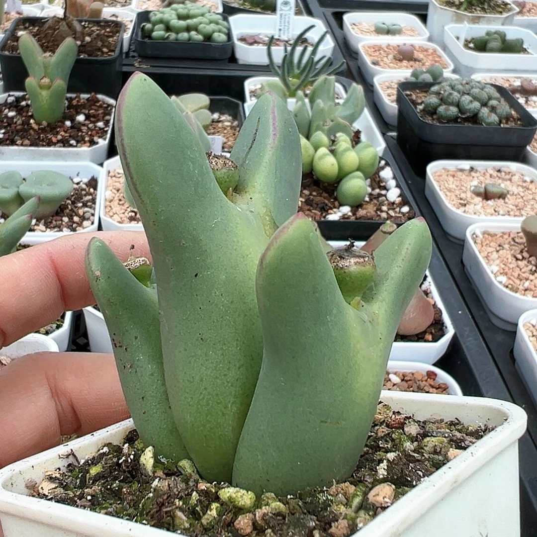 大枪 多肉肉锥 多肉