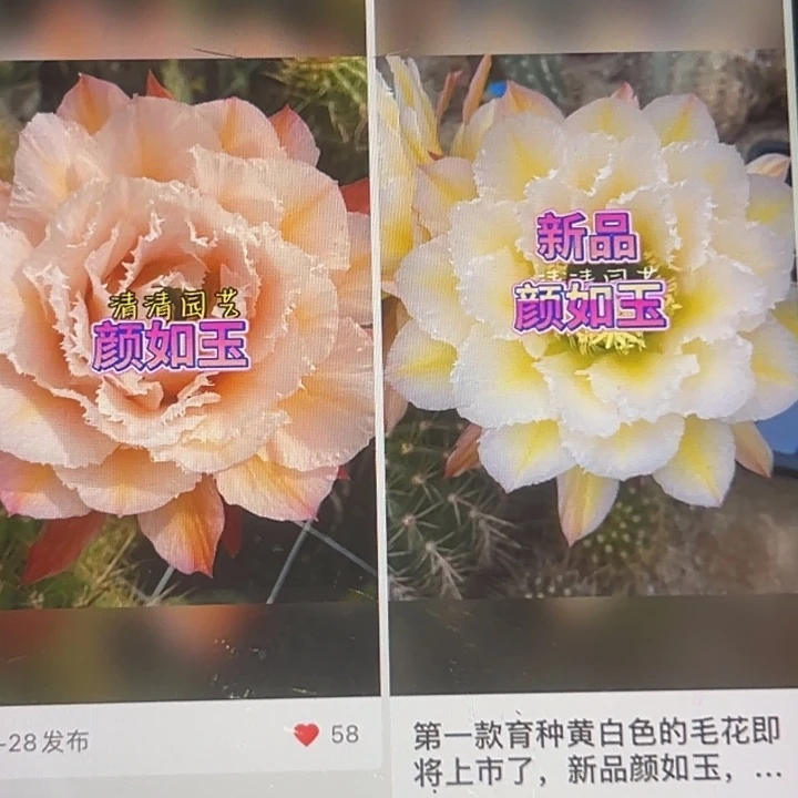 清清颜如玉根小球瑕疵卡啦迷